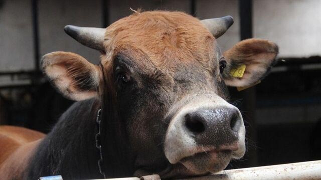 Trabzon'da Kurbanlık ve Adaklık Hayvan Almak Artık Çok Kolay: Canlı, Et Kilo ve Hisse Seçenekleri