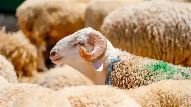 2025 Yılı Kurban Bayramında Bize Güvenen Herkesin Bayramı Bayram Oldu