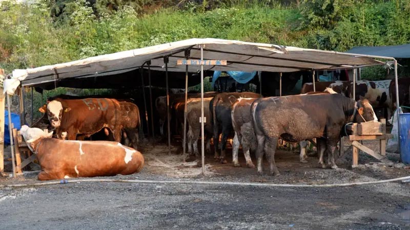 2025 Yılı Kurbanlık Kesiminde Randevu Sistemi ile Bekleme ve Yığılma Sona Erdi