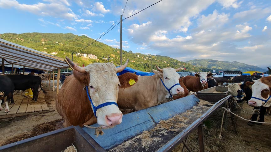 2026 Yılı Kurban Bayramı (27 Mayıs) İçin Kurbanlık Büyükbaş Ön Kayıt Başladı!