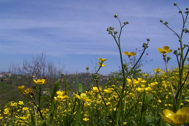 Trabzon Kireçhane Köyü - trabzon_ve_kirechaneden_manzaralar_3.jpg