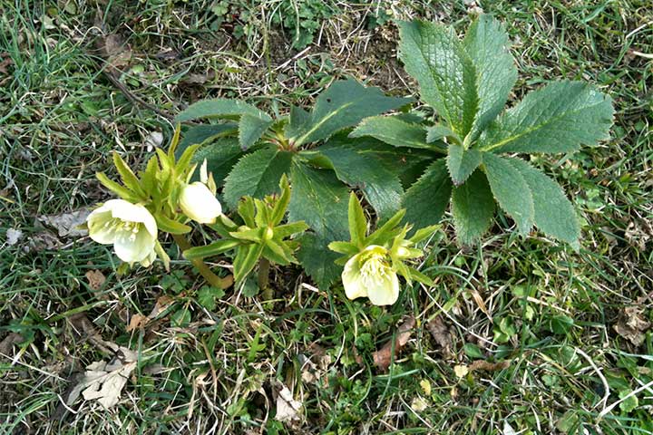 Trabzon Kireçhane Köyü - trabzon_ve_kirechaneden_manzaralar_4.jpg